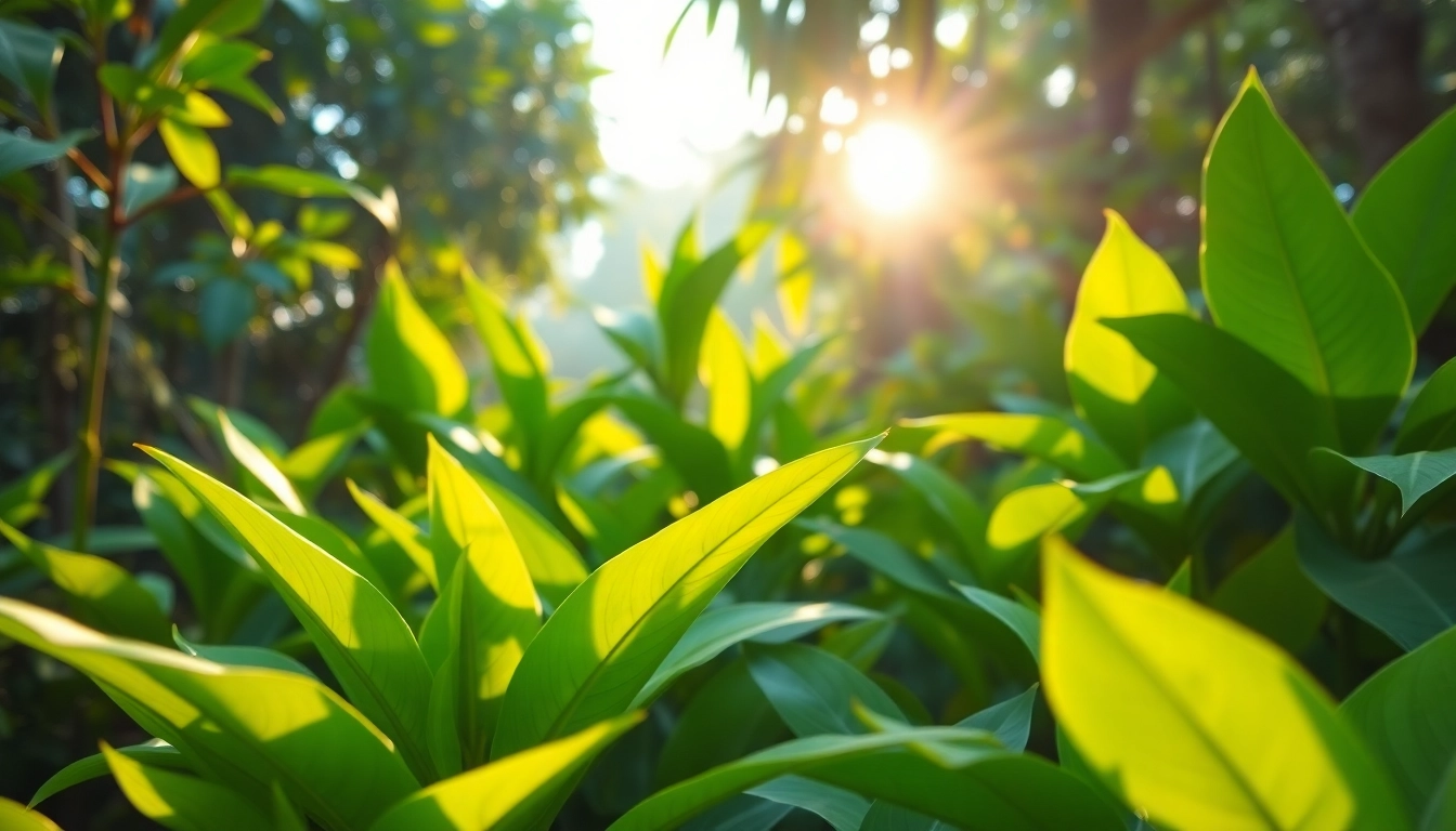 Erleben Sie die lebendige Schönheit von KratomBirds tropischem Garten mit verschiedenen Kratom-Blättern, perfekt für Ihre Sammlung.